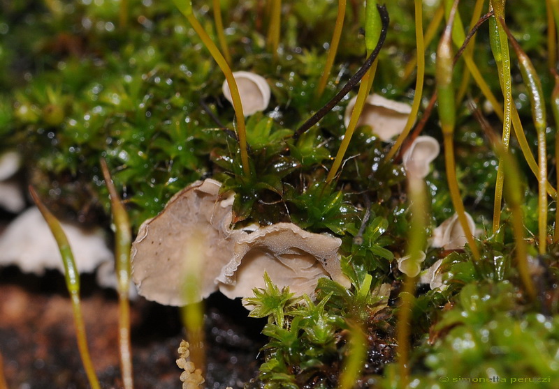 Licheni di Vallombrosa